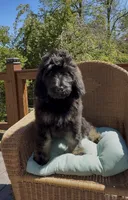 Last Female , a female Bernedoodle for sale in Mills River, NC – 6 of 7
