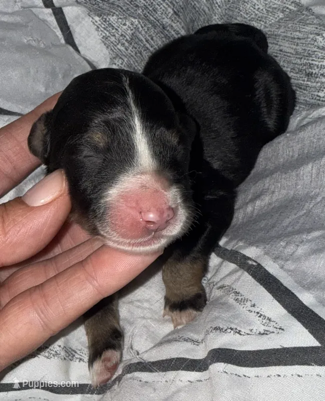 Tri female  – Bernedoodle puppy for sale in Mills River, NC