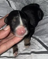 Tri female , a female Bernedoodle for sale in Mills River, NC – 1 of 5