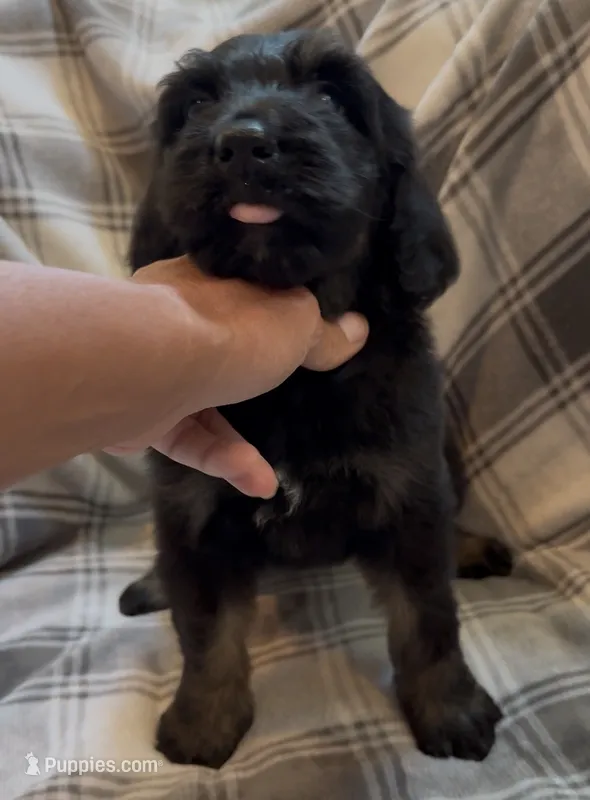 Female 3  – Bernedoodle puppy for sale in Mills River, NC