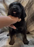 Female 3 , a female Bernedoodle for sale in Mills River, NC – 1 of 4