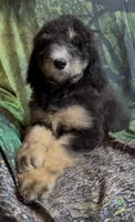 Female # 2 , a female Bernedoodle for sale in Mills River, NC – 6 of 6