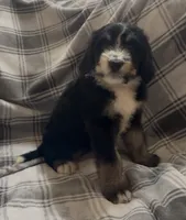 Tri female , a female Bernedoodle for sale in Mills River, NC – 2 of 4