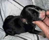 Tri female , a female Bernedoodle for sale in Mills River, NC – 4 of 5
