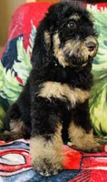 Ready now!Male B, a male Bernedoodle for sale in Mills River, NC – Photo 8 of 8