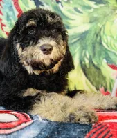 Ready now!Male B, a male Bernedoodle for sale in Mills River, NC – Photo 7 of 8