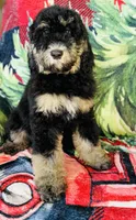 Ready now!Male B, a male Bernedoodle for sale in Mills River, NC – Photo 4 of 8