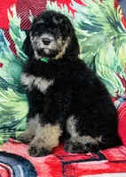 Ready now!Male B, a male Bernedoodle for sale in Mills River, NC – Photo 5 of 8