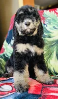 Ready now!Male B, a male Bernedoodle for sale in Mills River, NC – Photo 2 of 8