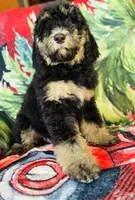 Ready now!Male B, a male Bernedoodle for sale in Mills River, NC – Photo 3 of 8
