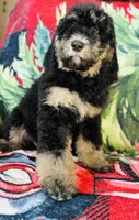 Ready now!Male B, a male Bernedoodle for sale in Mills River, NC – Photo 1 of 8