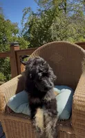 Last Female , a female Bernedoodle for sale in Mills River, NC – 5 of 7