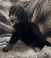 Tri female , a female Bernedoodle for sale in Mills River, NC – 3 of 4