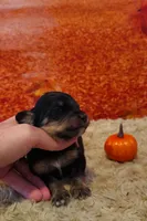 Male 2, a male Bernedoodle for sale in Mills River, NC – Photo 3 of 7