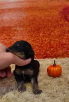 Male 2, a male Bernedoodle for sale in Mills River, NC – Photo 4 of 7