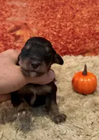 Male 2, a male Bernedoodle for sale in Mills River, NC – Photo 5 of 7