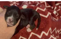 Female 1, a female Bernedoodle for sale in Mills River, NC – Photo 3 of 6