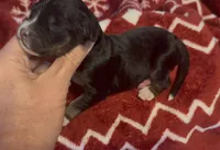 Female 1, a female Bernedoodle for sale in Mills River, NC – Photo 4 of 6