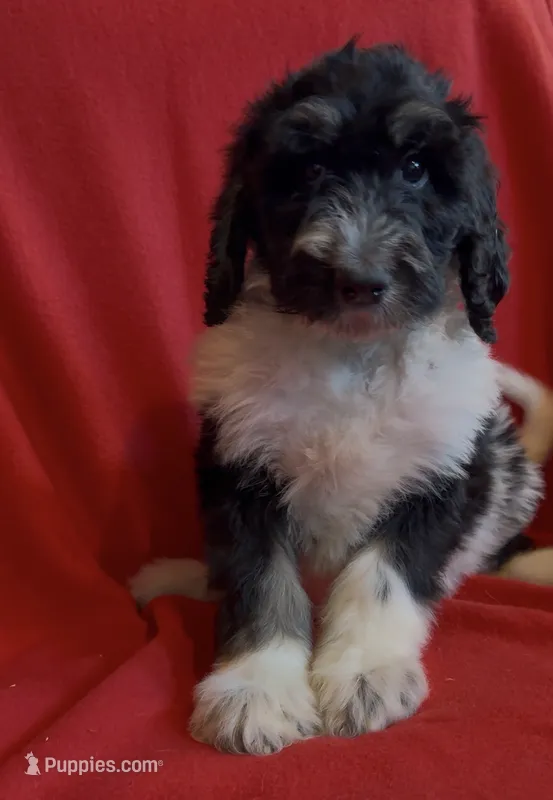 Male 2 health tested fully