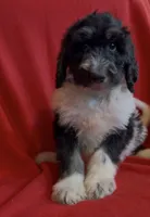 Male 2 health tested fully, a male Bernedoodle for sale in Mills River, NC – Photo 1 of 4