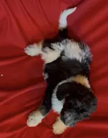 Male 2 health tested fully, a male Bernedoodle for sale in Mills River, NC – Photo 4 of 4