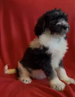 Male 2 health tested fully, a male Bernedoodle for sale in Mills River, NC – Photo 2 of 4