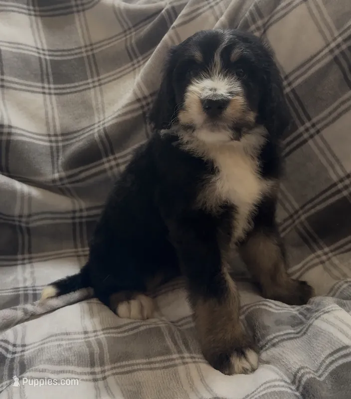 Tri female  – Bernedoodle puppy for sale in Mills River, NC
