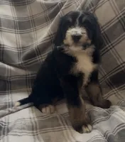 Tri female , a female Bernedoodle for sale in Mills River, NC – 1 of 4