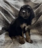 Female 2 , a female Bernedoodle for sale in Mills River, NC – 5 of 5