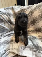Male 2 , a male Bernedoodle for sale in Mills River, NC – 5 of 5