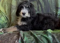 Tri female #1 , a female Bernedoodle for sale in Mills River, NC – 4 of 9