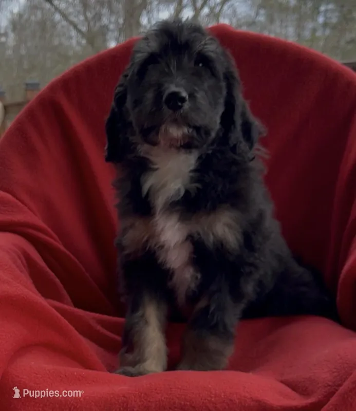 Male4 health tested clear