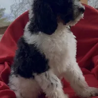 Male 3 health tested clear, a male Bernedoodle for sale in Mills River, NC – Photo 4 of 5