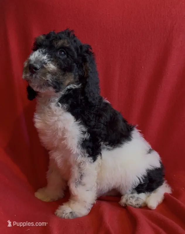 Male 3 health tested clear