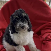Male 3 health tested clear, a male Bernedoodle for sale in Mills River, NC – Photo 5 of 5