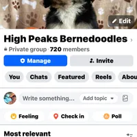 Male 3 health tested clear, a male Bernedoodle for sale in Mills River, NC – Photo 3 of 5