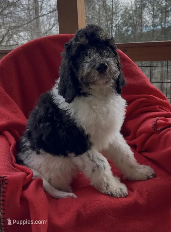 Male 3 health tested clear