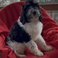 Male 3 health tested clear, a male Bernedoodle for sale in Mills River, NC – Photo 1 of 5
