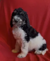 processed/4d8e2aa3-2512-45c2-8fbc-9fdbdc85f5a2/listing/a772b4ed-2865-4ecc-97ef-4fa9b3734e3a/98795cf8-aa54-402b-be57-9b19606189f6