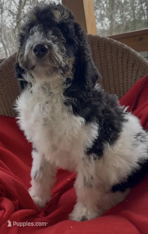 Male 3 health tested clear