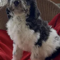 Male 3 health tested clear, a male Bernedoodle for sale in Mills River, NC – Photo 2 of 5