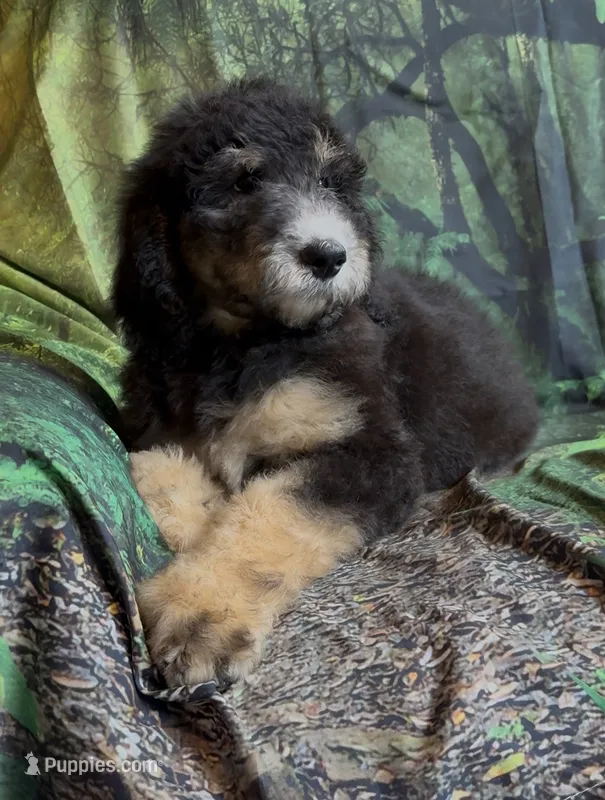 Female # 2  – Bernedoodle puppy for sale in Mills River, NC