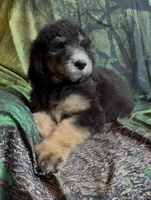 Female # 2 , a female Bernedoodle for sale in Mills River, NC – 1 of 6