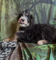 Tri female #1 , a female Bernedoodle for sale in Mills River, NC – 5 of 9