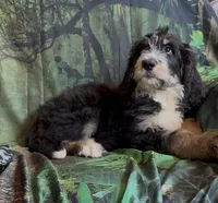 Tri female #1 , a female Bernedoodle for sale in Mills River, NC – 2 of 9