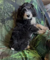 Tri female #1 , a female Bernedoodle for sale in Mills River, NC – 8 of 9