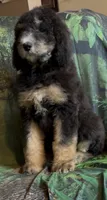 Female # 2 , a female Bernedoodle for sale in Mills River, NC – 4 of 6