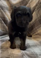 Female 3 , a female Bernedoodle for sale in Mills River, NC – 4 of 4