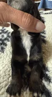 Tri male reserved , a male Bernedoodle for sale in Mills River, NC – 3 of 4