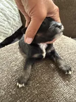 Tri male reserved , a male Bernedoodle for sale in Mills River, NC – 4 of 4